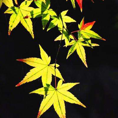 博鱼半岛在线登录